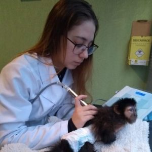 medica veterinaria fisioterapeuta veterinaria gabriela cupka de oliveira duarte macaco 300x300