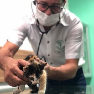 veterinario alagoas adelson leite nunes junior04 300x300