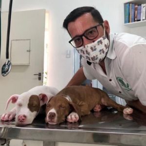 veterinario alagoas adelson leite nunes junior07 300x300